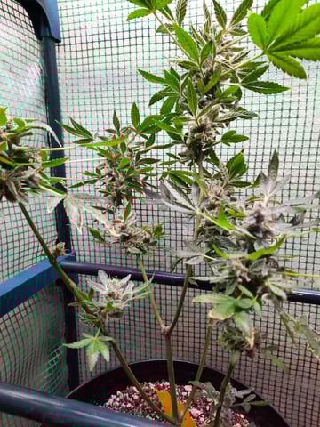 Blackberry kush — flower, day 117