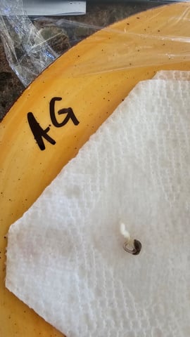 GT2 — germination, day 1