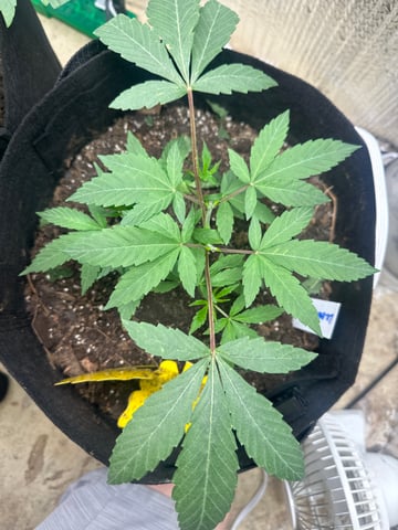 trying some bag seeds — vegetative, day 1
