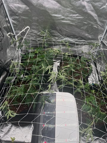 Second Indoor (all Clones) — vegetative, day 23