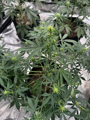 First Grow — flower, day 43