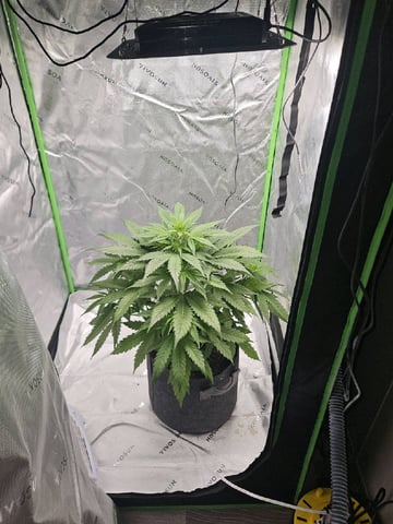 Gorilla Z auto — flower, day 55