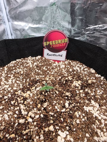 Sapphyre & Rockslide — seedling_rooting, day 1