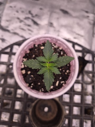 Humboldt Orange Creampop — germination, day 12