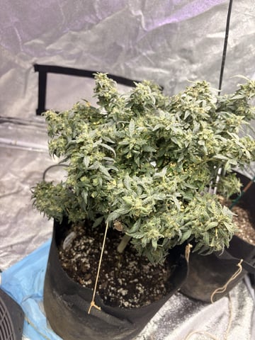 Northern Lights & Quick One 