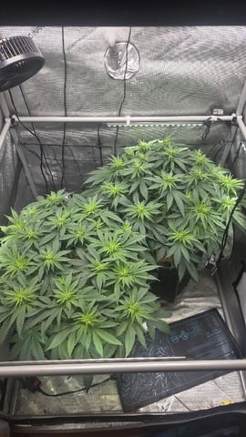 Original 1990 genetics  — flower, day 75