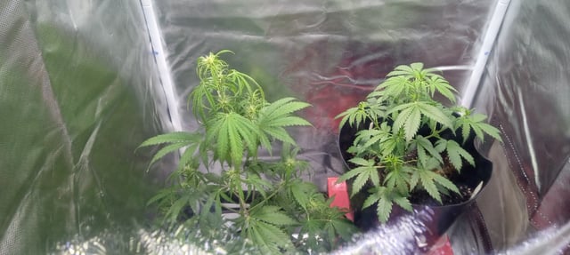 frst grow tent grow — vegetative, day 46