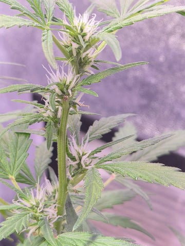 I'll get it right — flower, day 62