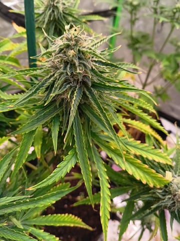 Boss Battle, Forbidden Runtz, +granddaddy Purp, +citrus Bubblegum — vegetative, day 68