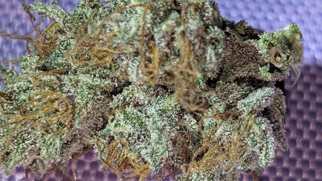 Mixed Grow — flower, day 102