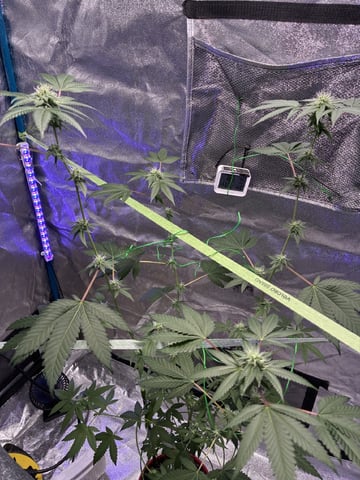 I Dont Know What Kind It Is Lol