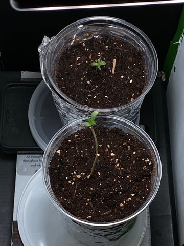My First Grow — seedling_rooting, day 5