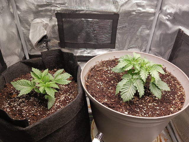 9lbhammer feminized  — vegetative, day 16