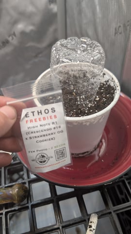 memphisto 3 bears OG, ethos high note r1 — germination, day 2