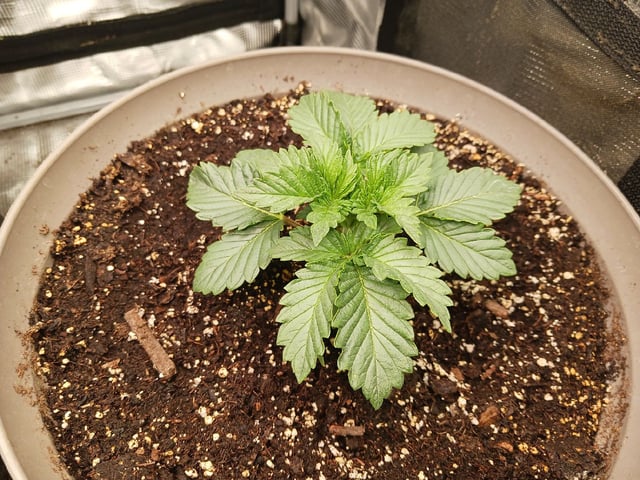 9lbhammer feminized  — vegetative, day 14