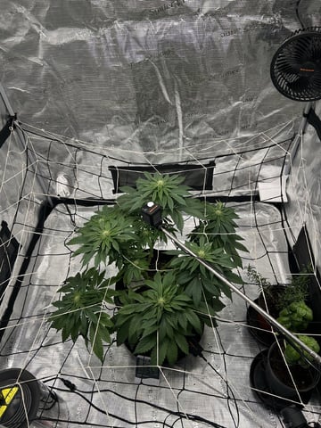 2025-26 harvest INDOOR — flower, day 107