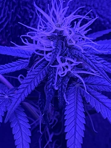 First attempt grow 😶‍🌫️ — flower, day 105