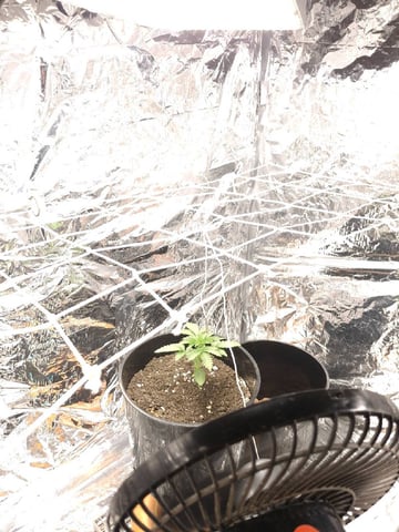 1st Grow - ROYAL MOBY (indoor)(photop.) — vegetative, day 18