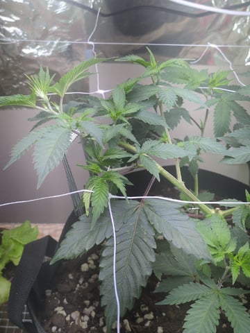 Audrey III — vegetative, day 72