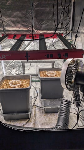 Grow 3 — germination, day 3