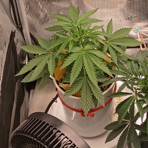 TentPlantLightFan — vegetative, day 47