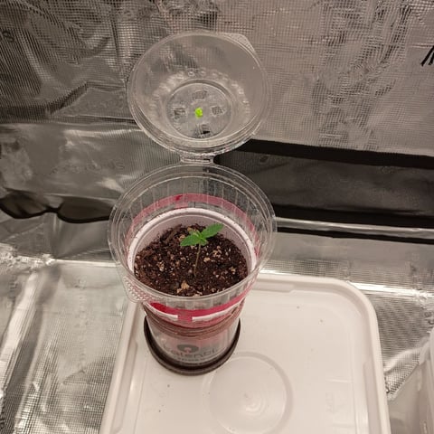 TentPlantLightFan — seedling_rooting, day 10