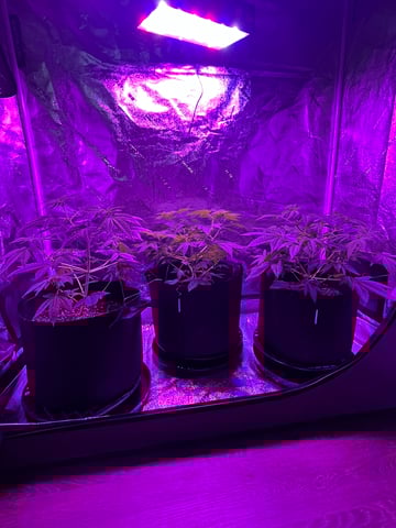 First Round — vegetative, day 3