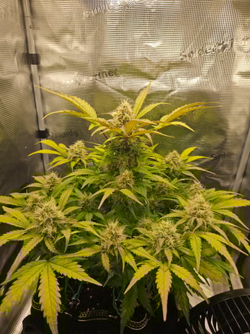 Mimosa Bruce Banner XL — flower, day 63
