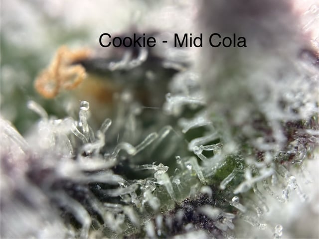 First Grow (Hydro) — flower, day 151