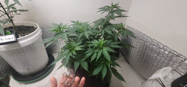 Orange cream pop and sour strawberry — vegetative, day 53
