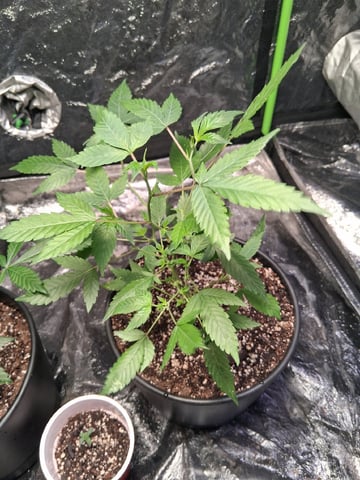 S&D  First Grow — vegetative, day 4
