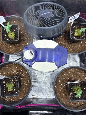 first grow in new 2x2 — seedling_rooting, day 11