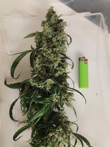 Sour Diesel — harvest, day 55