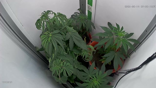 Blue Dream — flower, day 44