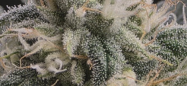 strawberry guava bx — flower, day 6