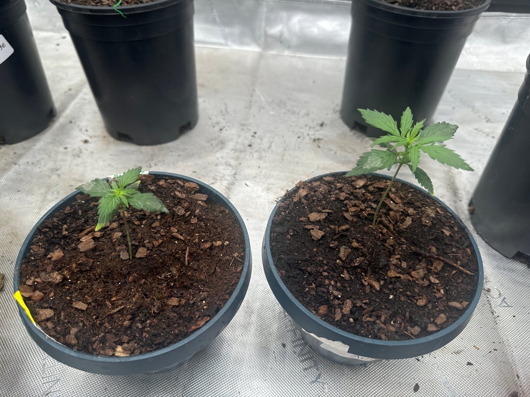 First Grow