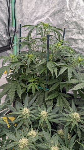 Perpetual Autoflower Mixed Grow #3 — vegetative, day 38