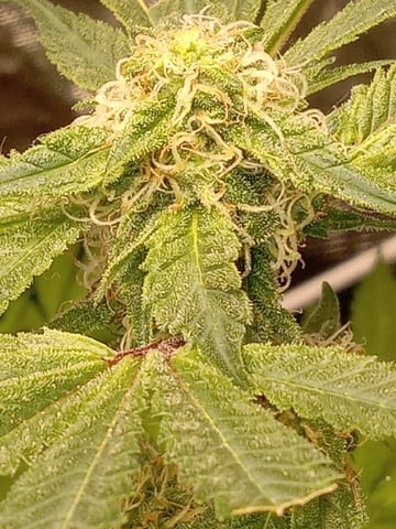 critical purple kush x peyote wifi  in the auto pot system tray 2 grow with added microhazian to the coco coir  — flower, day 94