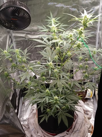 black gorilla feminized  — flower, day 25