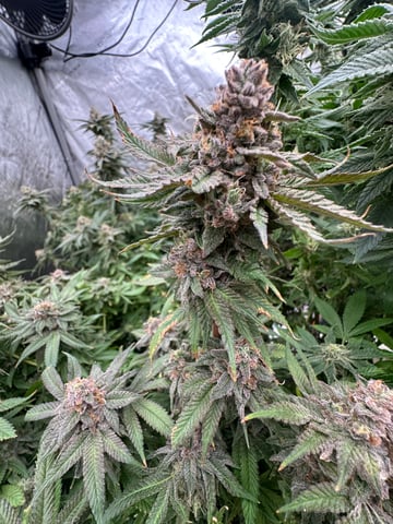 Hippo High # 3 — flower, day 1