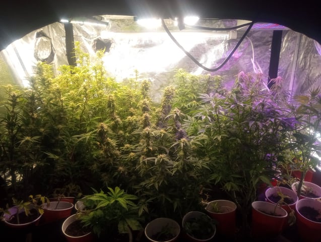  auto mixed pack indoor attempt #1 — flower, day 78