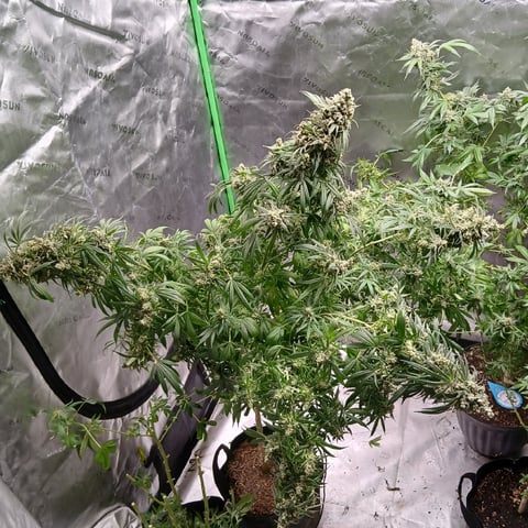 run #3 — harvest, day 110