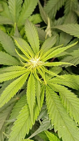 Doble Burguer Y Lemon Muffins Fast  — flower, day 5
