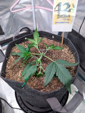 Fastbudz Ztrawberriez