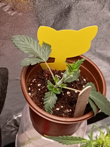1st Grow Eva — flower, day 30