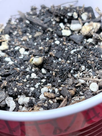 New LADIEZZ — seedling_rooting, day 2