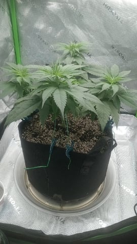 Critical Purple Kush — vegetative, day 66