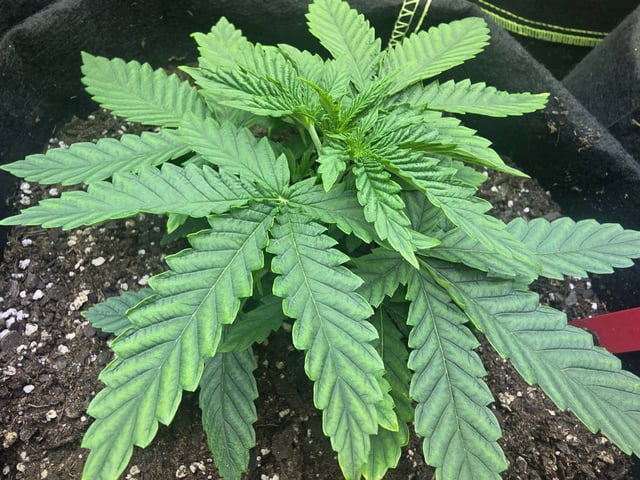 3rd Auto Grow — vegetative, day 42