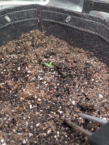 Control Plant — seedling_rooting, day 37
