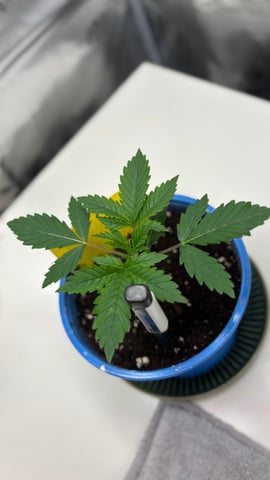 #1 momo (purple punch) — vegetative, day 15